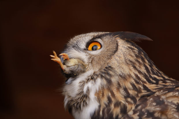 Animal shots of the week